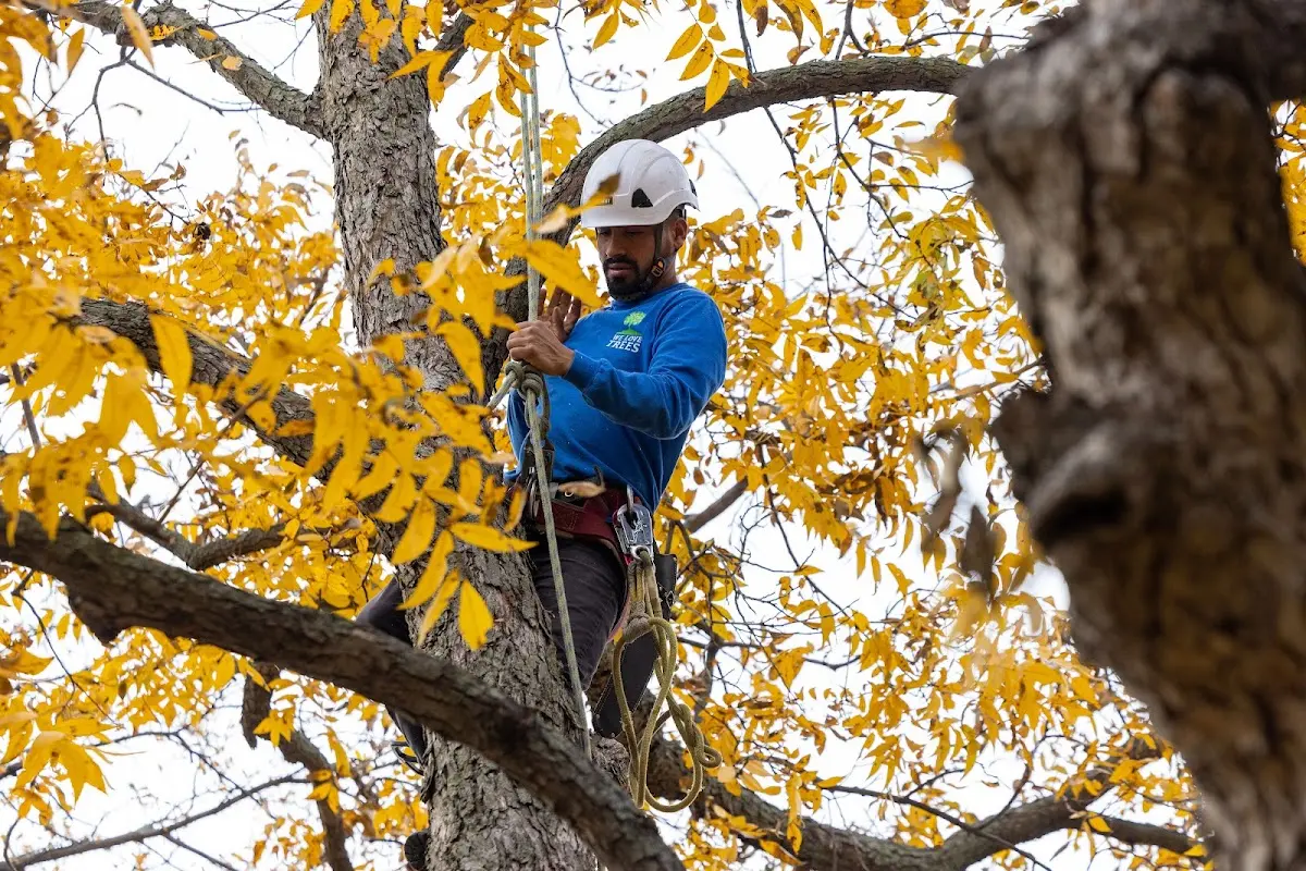 Skilled Tree Trimming crew working in Farmington